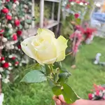 Single Flowers - Off White